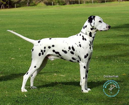 Dalmatian 9J20D-16.JPG
